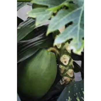 Unique Papaya Plant 